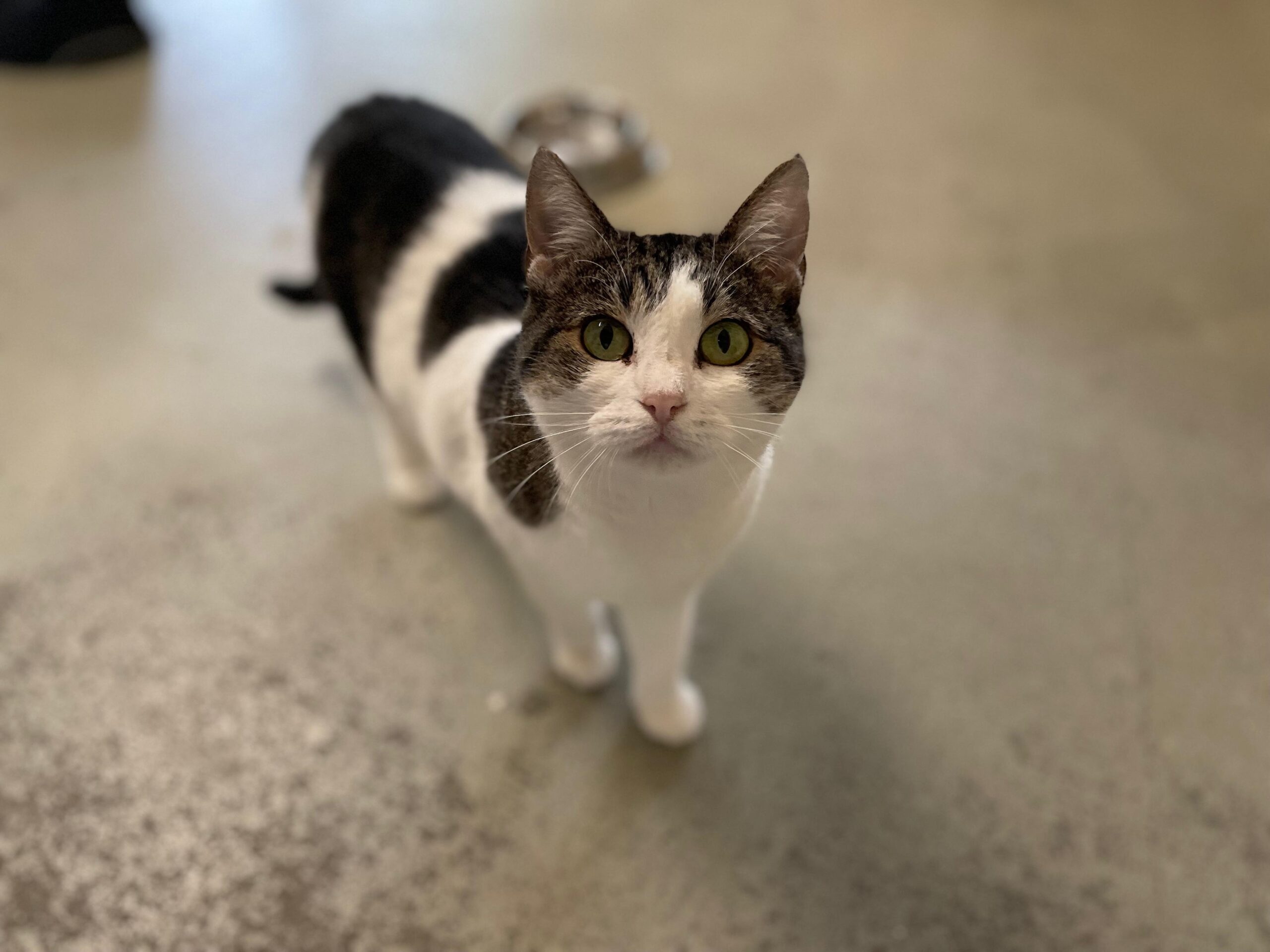 Notfellchen-Mittwoch: Gretka sucht ein neues Zuhause