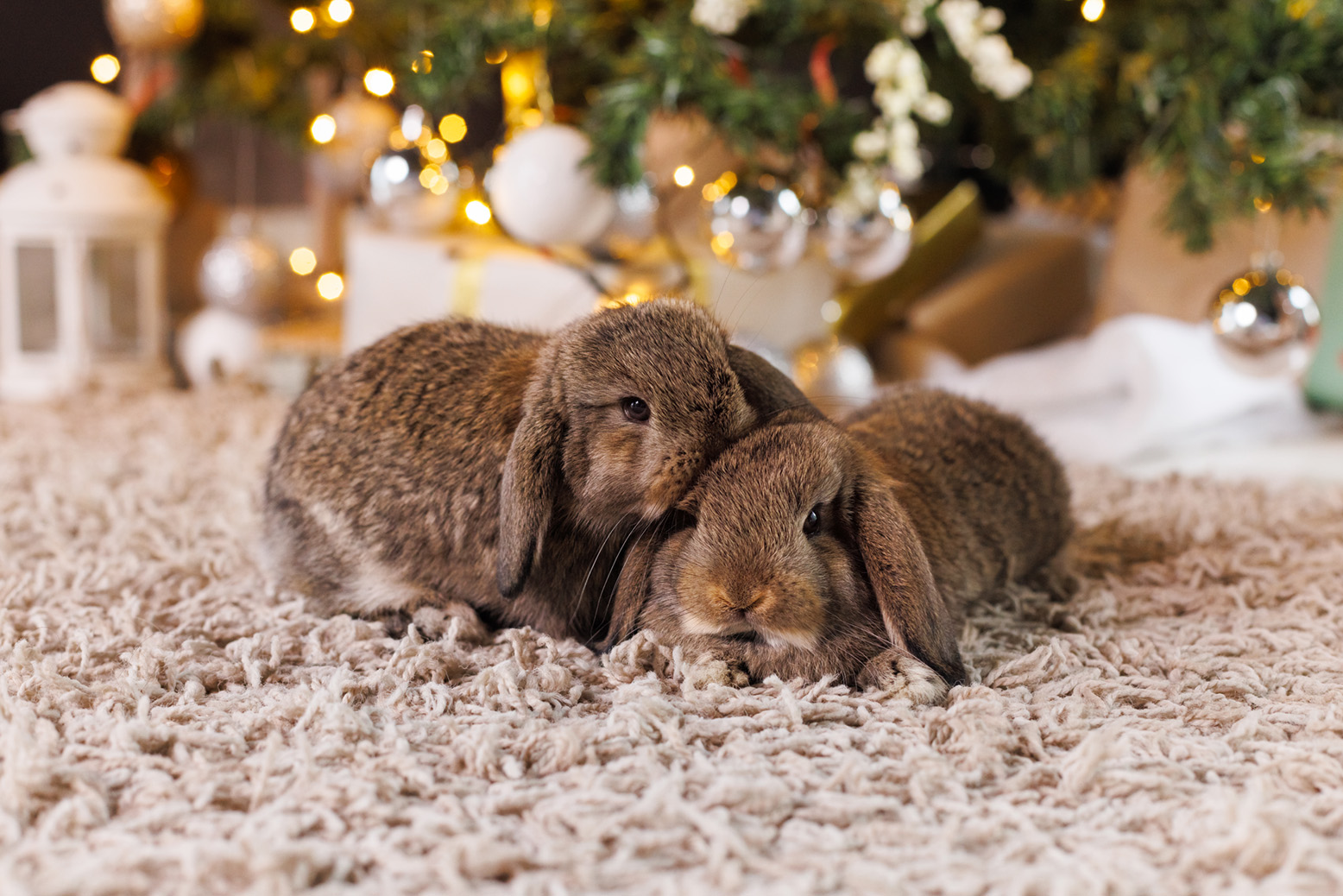 Tierwohl zu Weihnachten: Fressnapf setzt auf Verantwortung