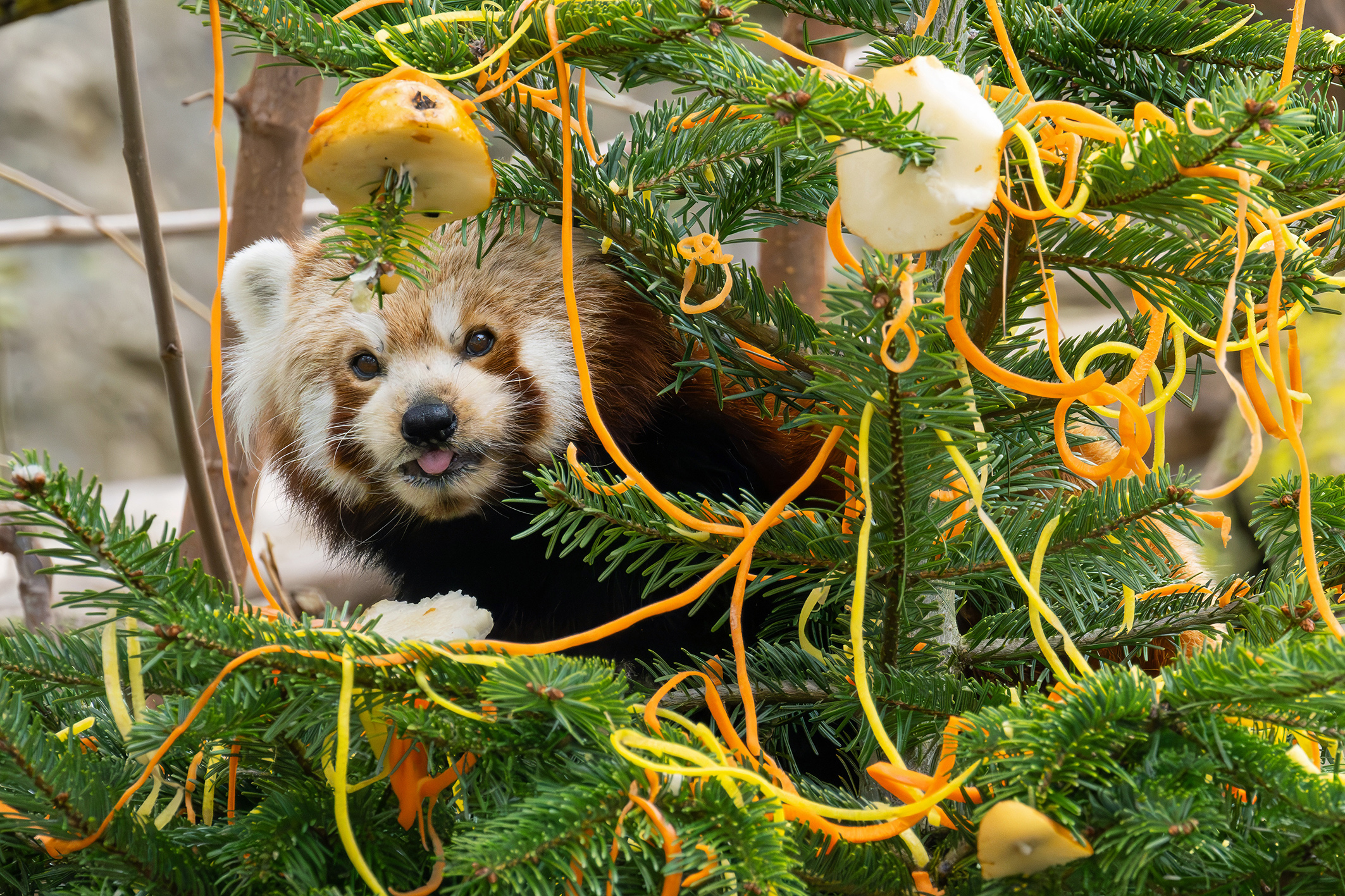Tiergarten: Ein fröhliches Fest für die Roten Pandas