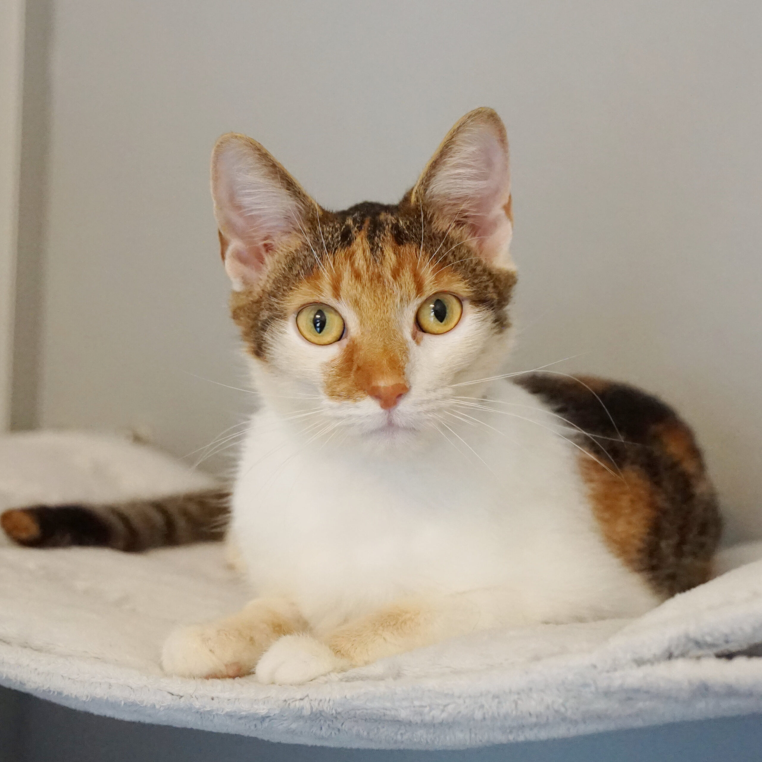 TierQuarTier: Zweite Chance für Vierbeiner in Not