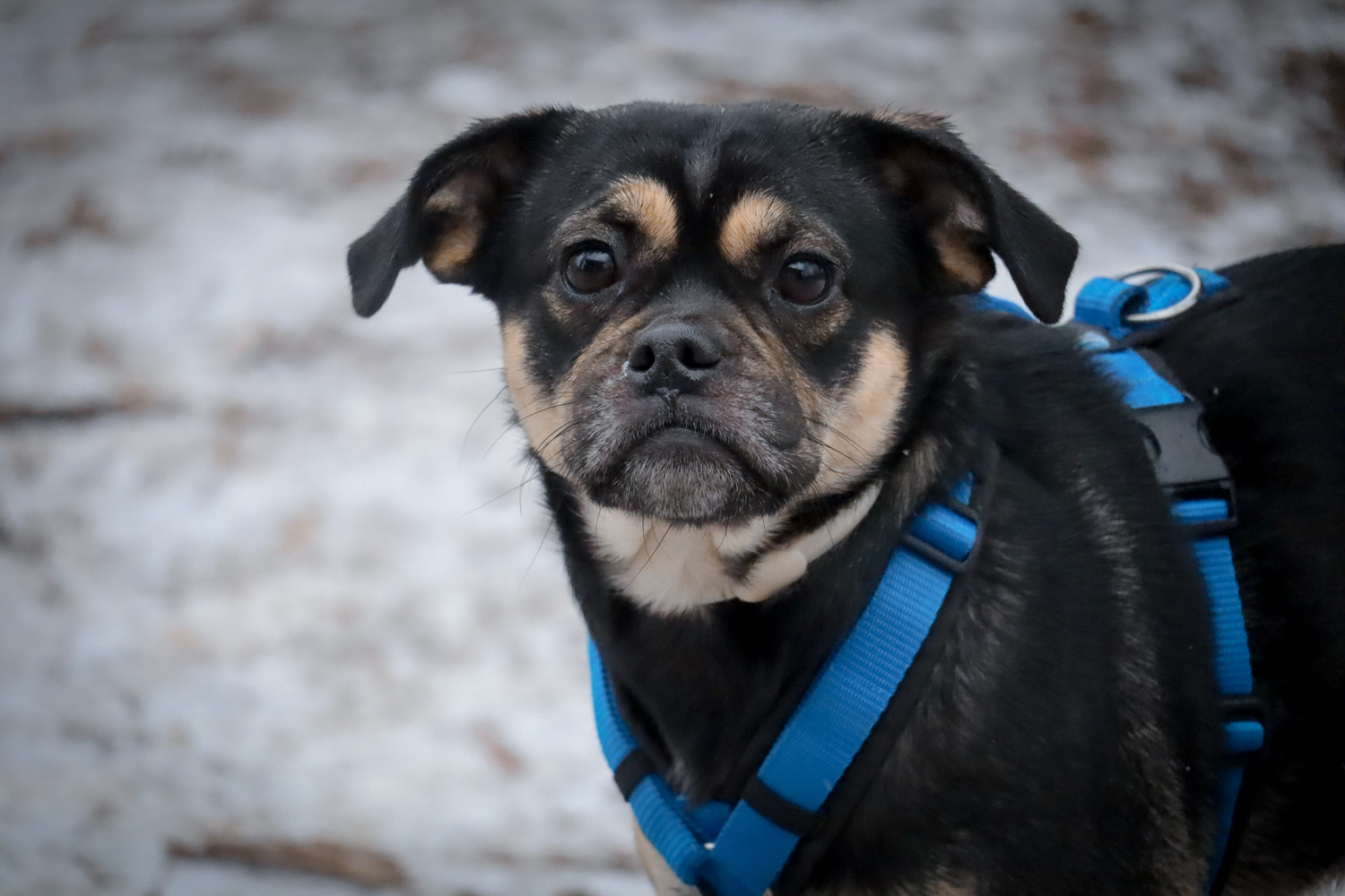 Notfellchen-Mittwoch: Lotte sucht ein neues Zuhause