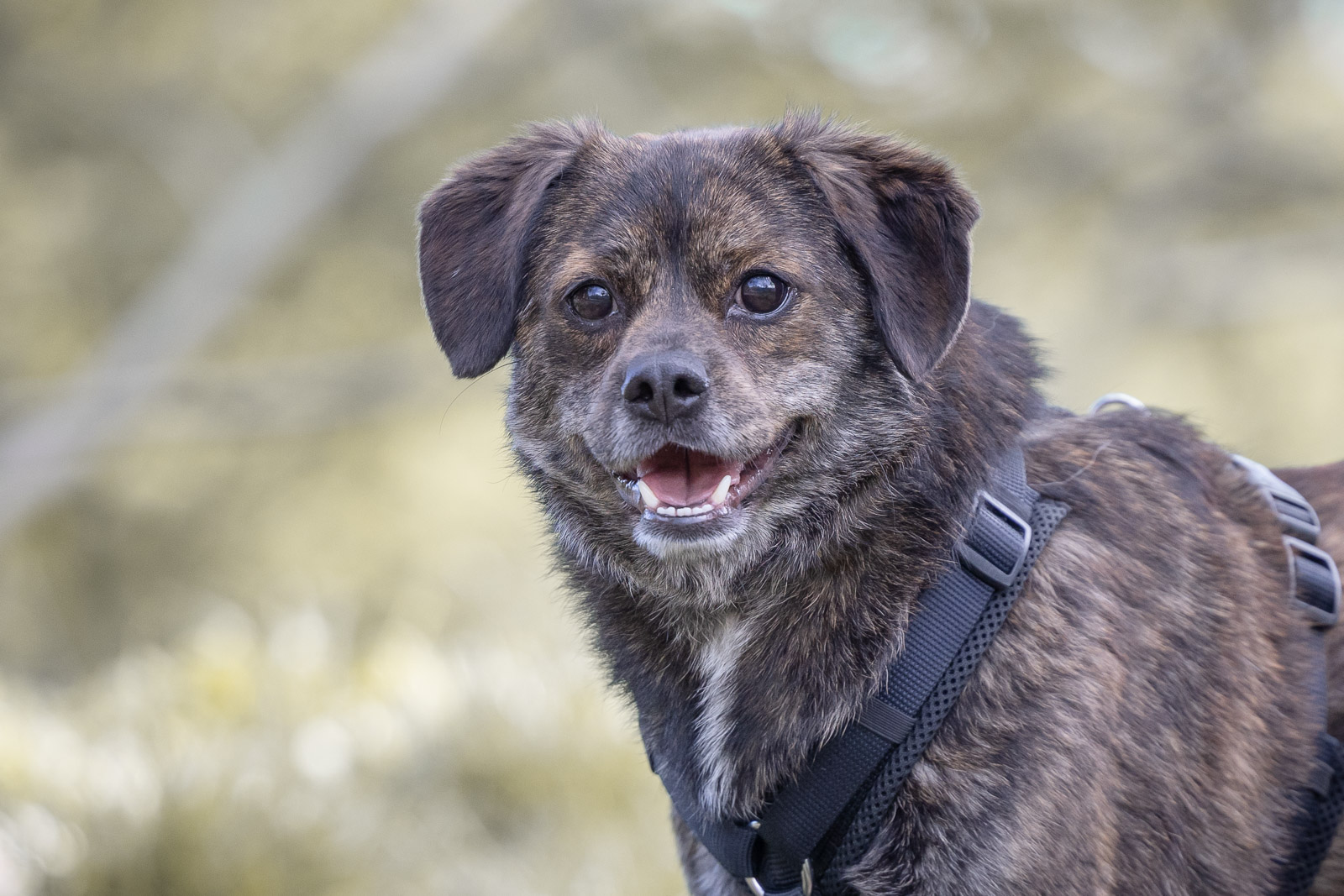 Notfellchen-Mittwoch: Toby sucht ein neues Zuhause