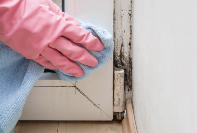 Schimmelfrei wohnen: So lässt er sich vermeiden und entfernen