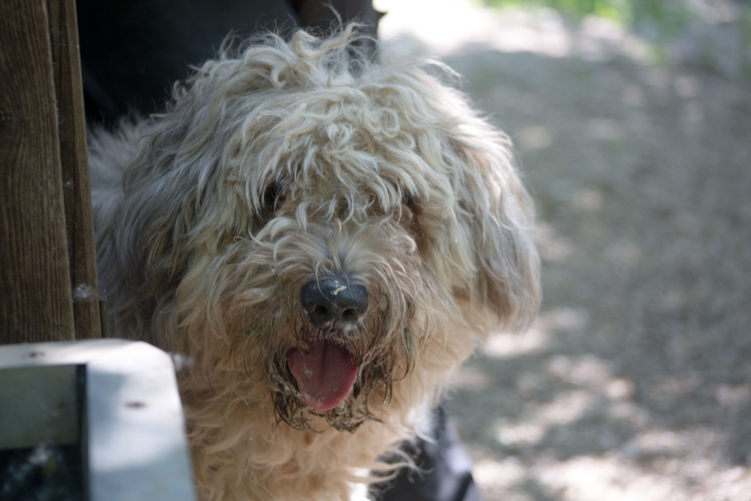 Notfellchen-Mittwoch: Cassie sucht ein neues Zuhause