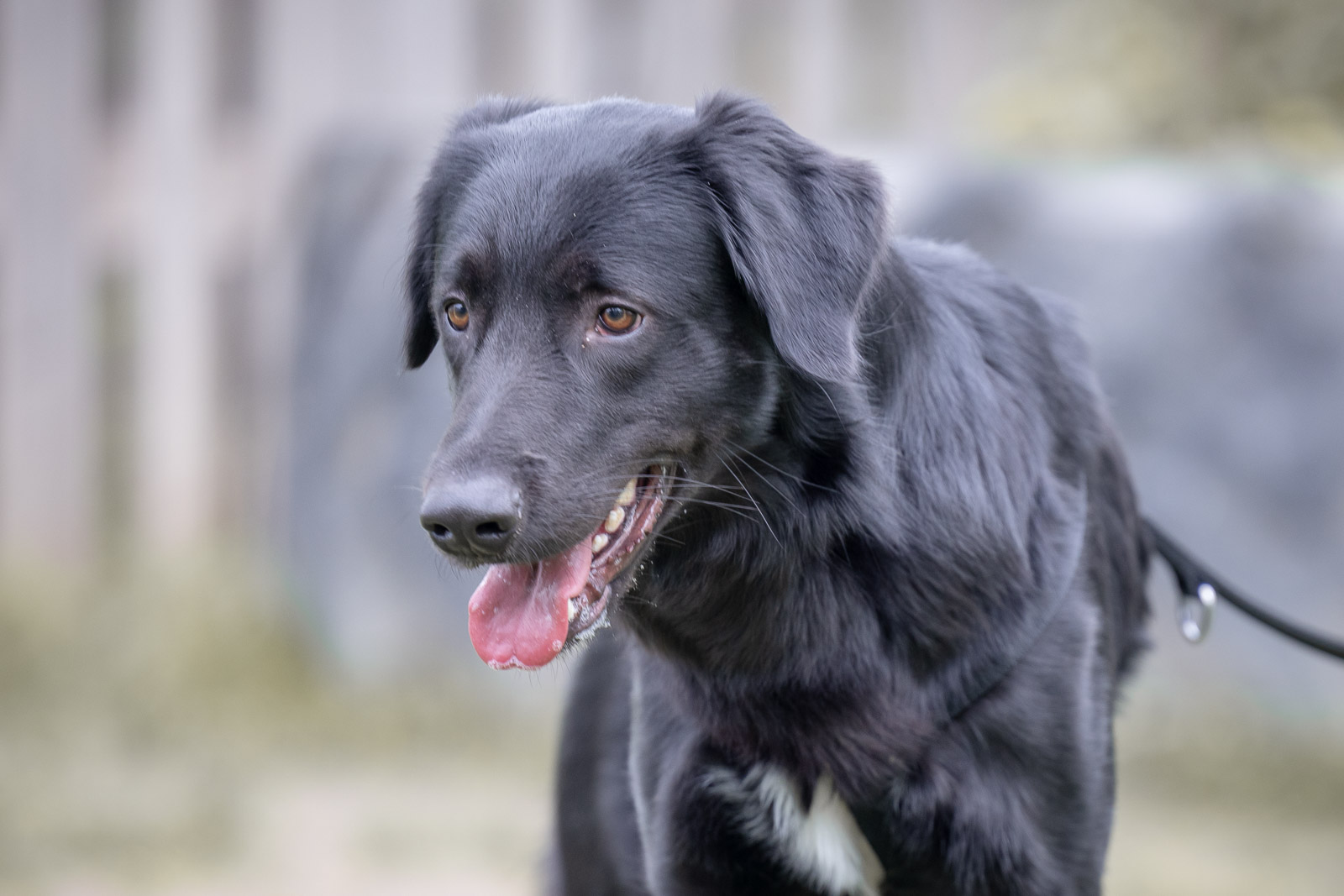Notfellchen-Mittwoch: Emilio sucht ein neues Zuhause