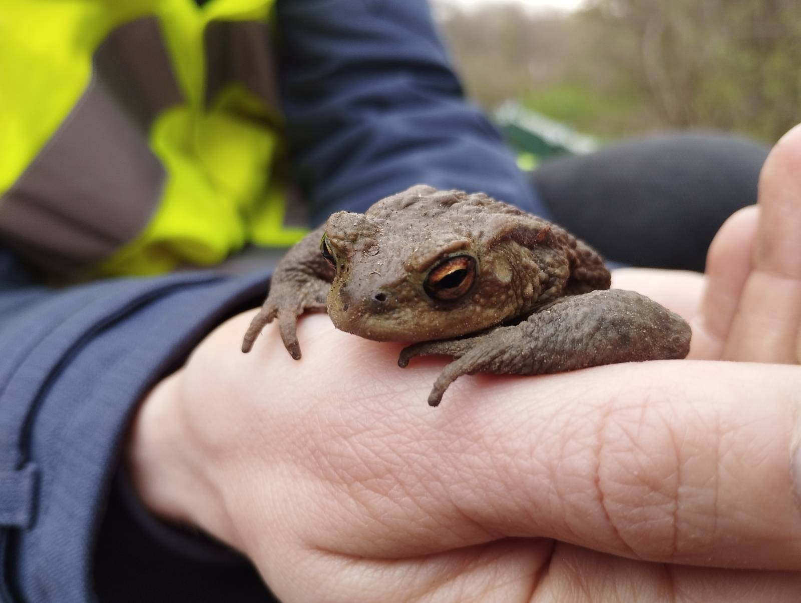 Kröten, Molche & Salamander: Hernals hat ein Herz für Tiere