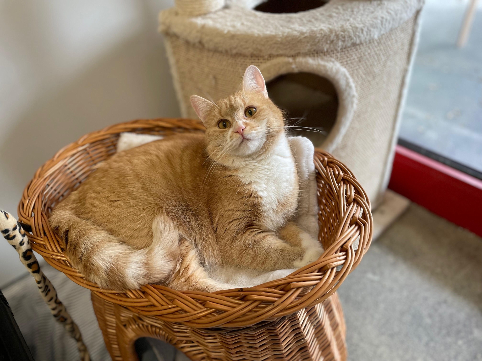 Notfellchen-Mittwoch: Foxie sucht ein neues Zuhause