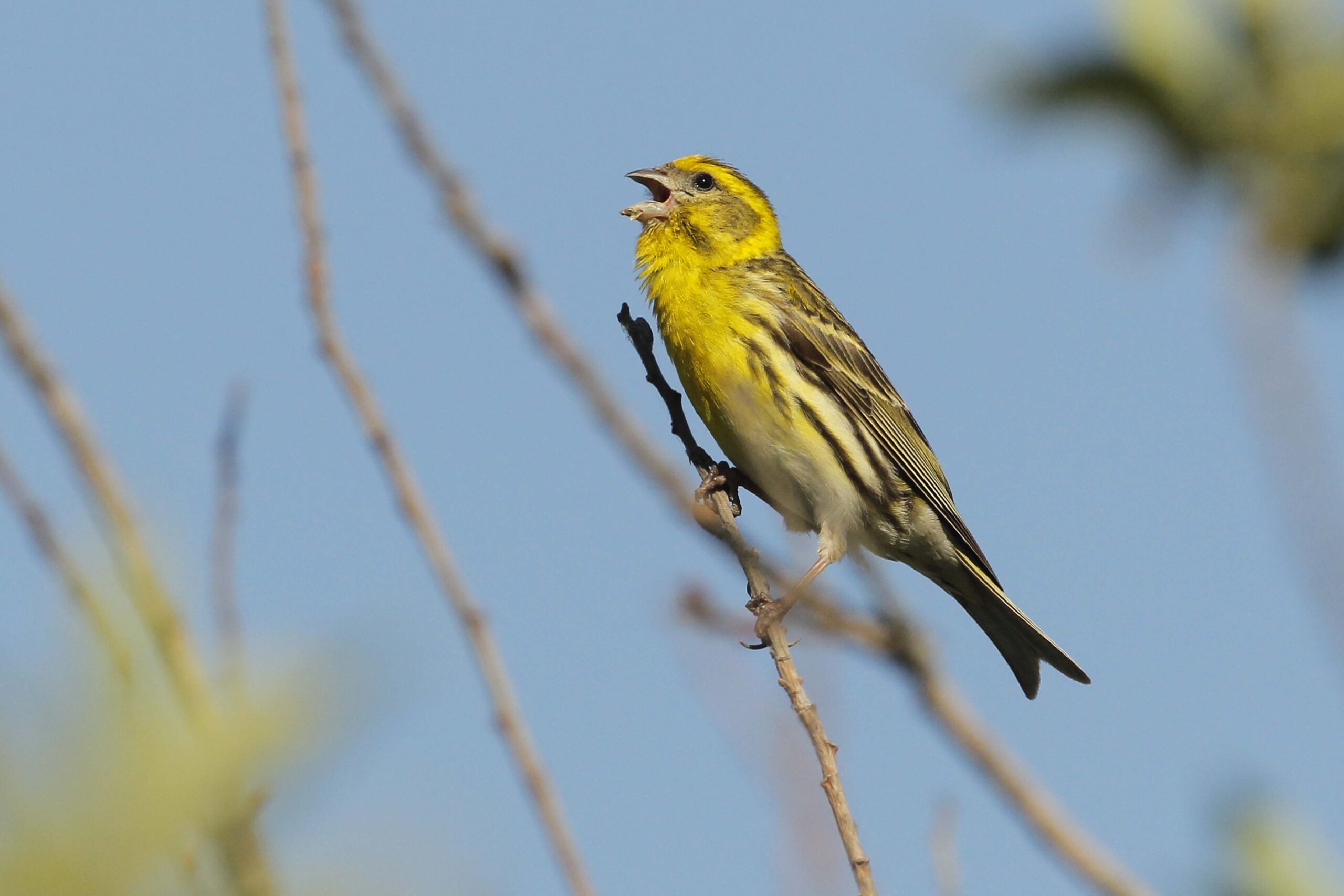 Birdlife gibt Tipps, um gefiederte Sänger im Garten zu begrüßen