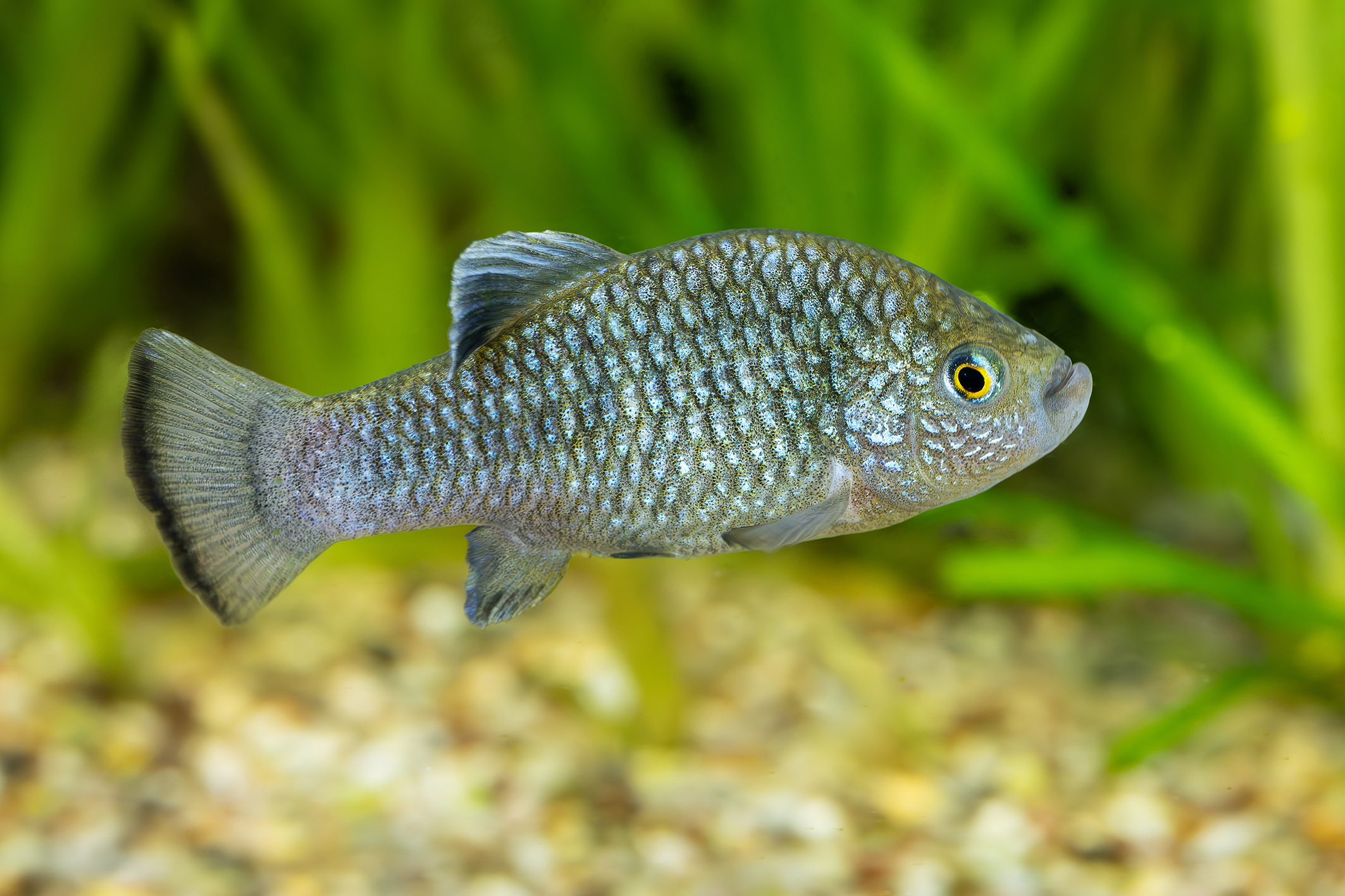 Tiergarten: Aus dem Aquarienhaus in die Aqua-Forschungsanlage
