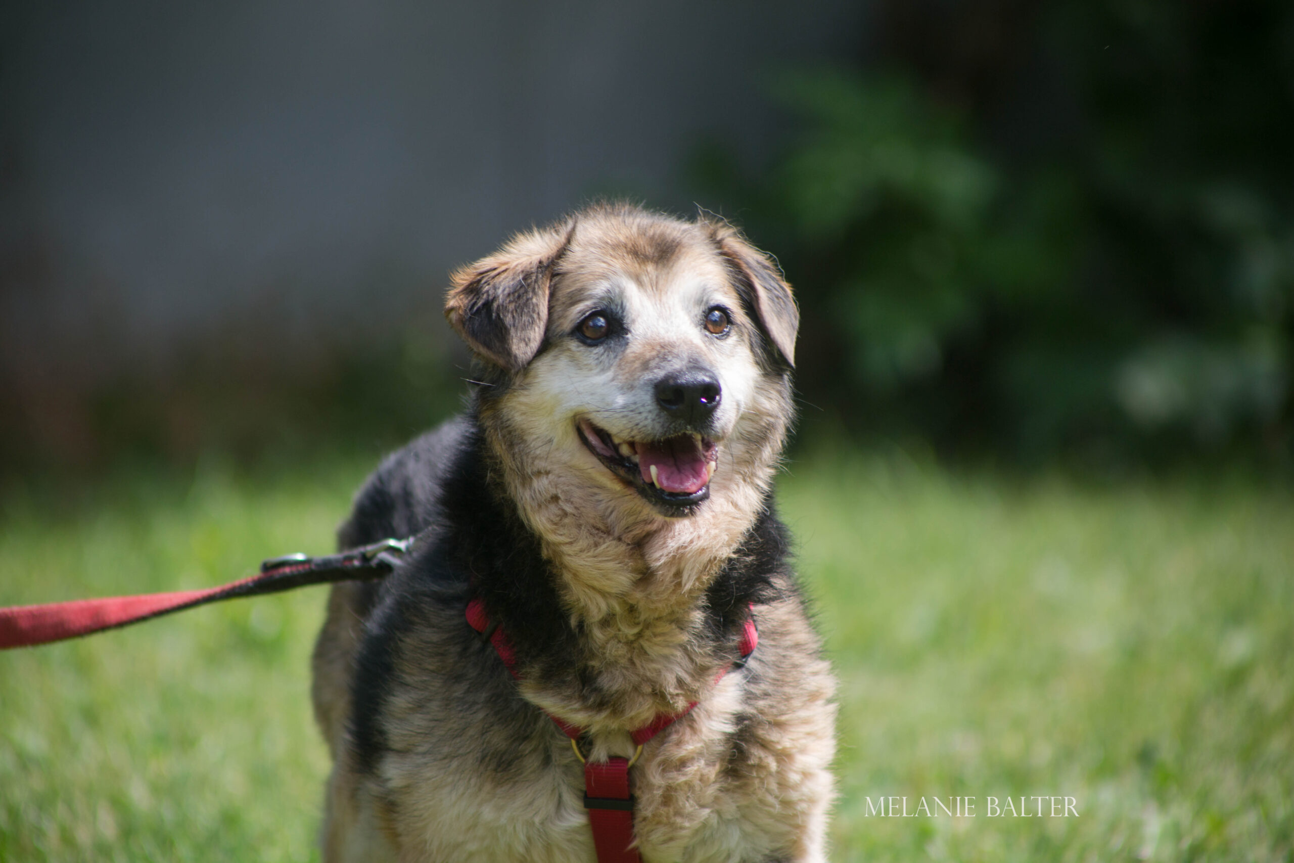 Notfellchen-Mittwoch: Santo sucht ein neues Zuhause