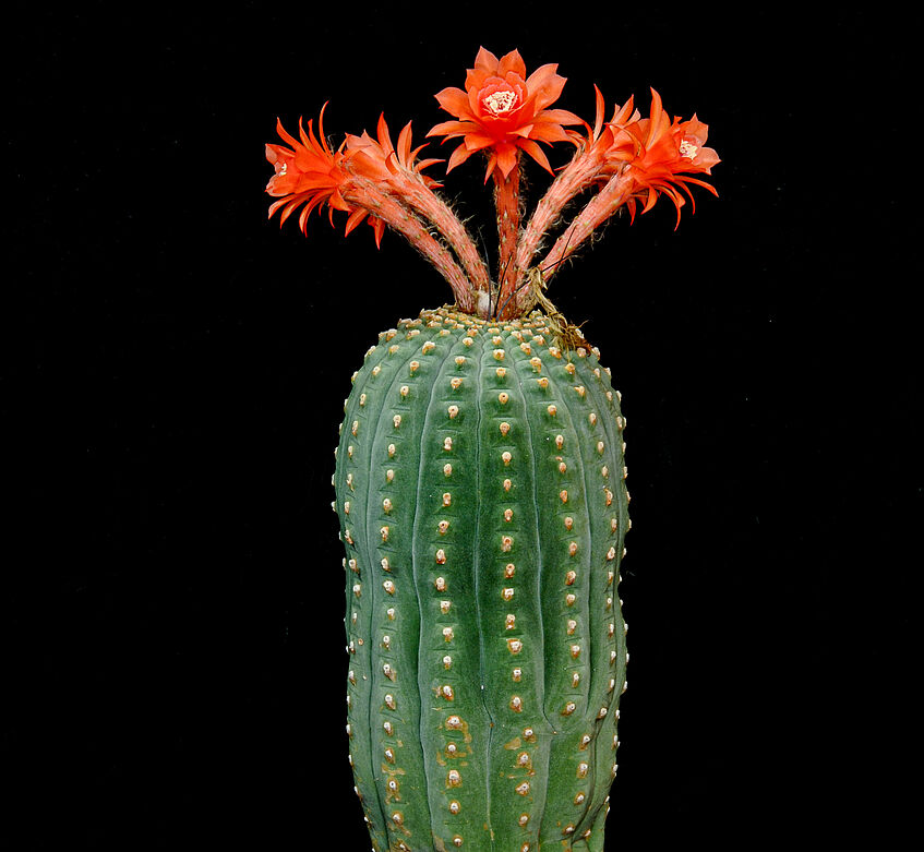 Wie Frühling im Winter: Fotoausstellung im Botanischen Garten