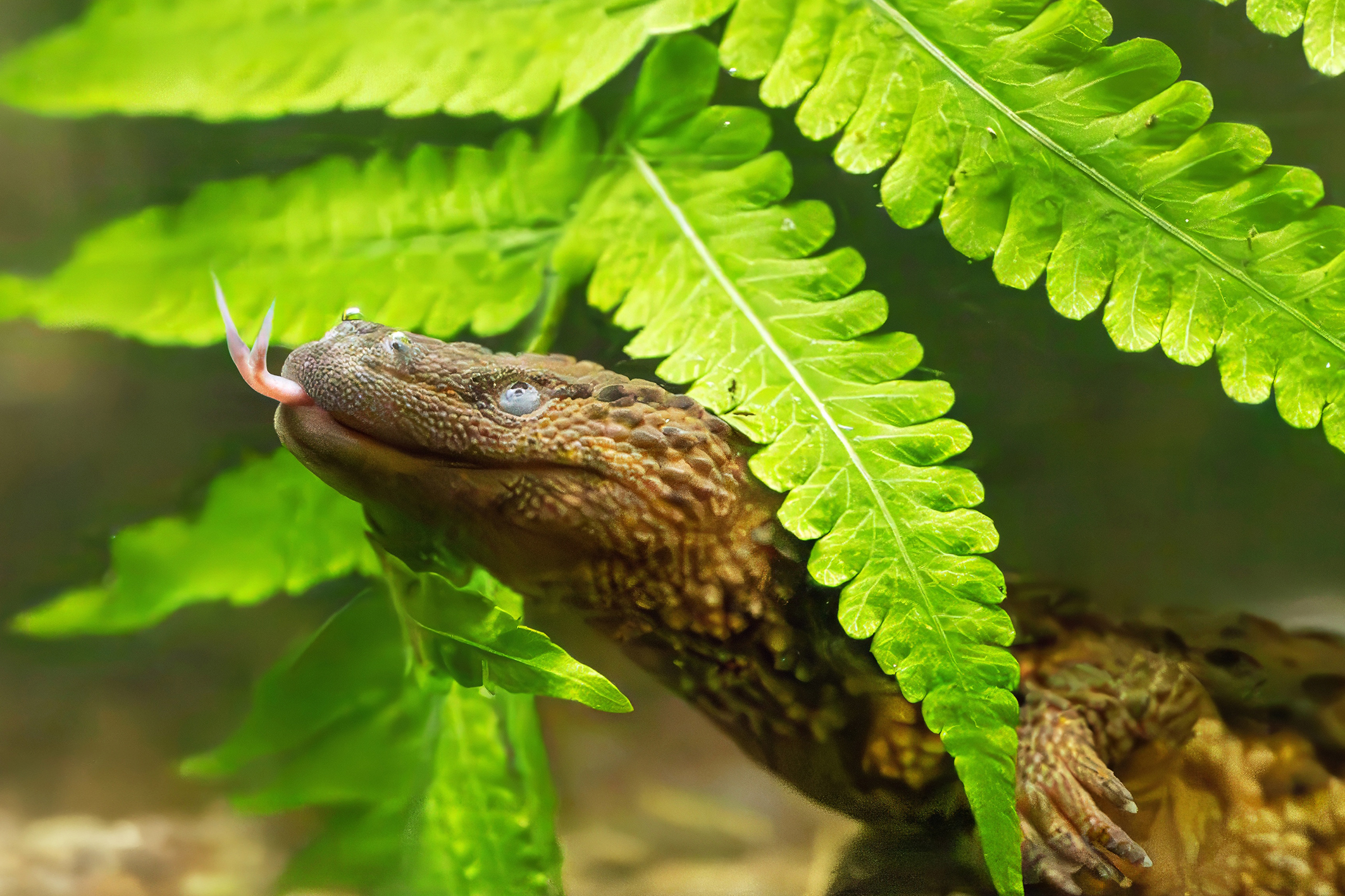 Premiere im Tiergarten: Aug in Aug mit den kleinen Drachen