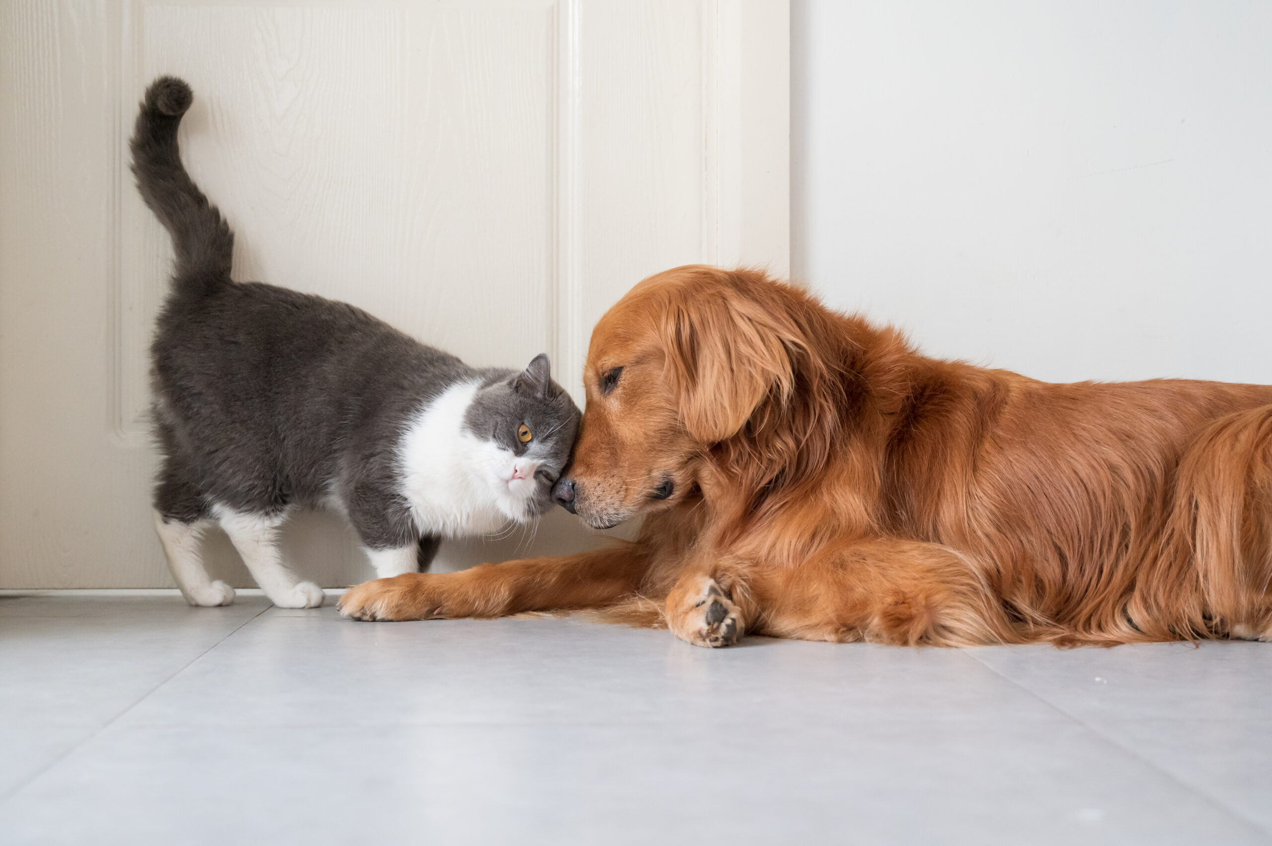 Wahre Liebe auf vier Pfoten: Tierpaare suchen ein Zuhause