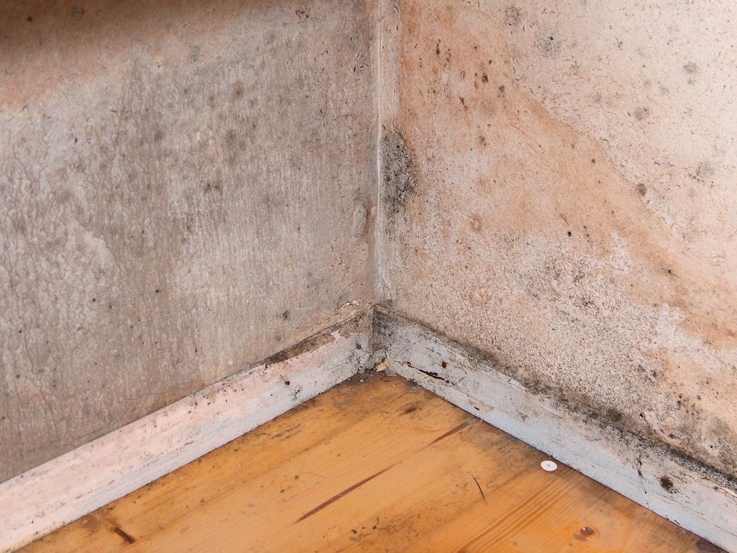 Wer richtig reagiert lässt dem Schimmel keine Chance