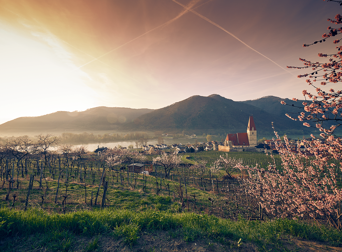 VOR-Frühlingsticket: Marillenblüte in vollen Zügen genießen
