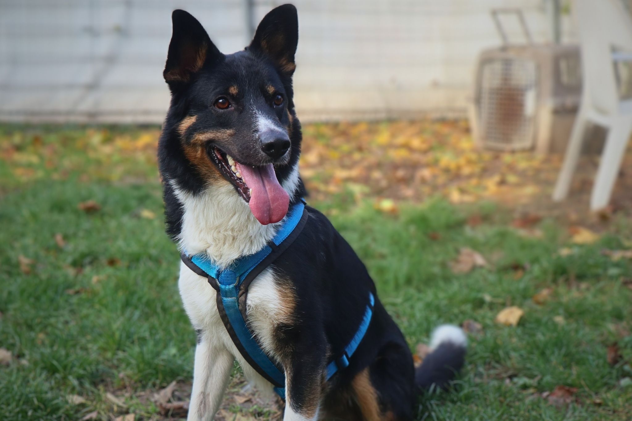 Notfellchen-Mittwoch: Enzo sucht ein neues Zuhause