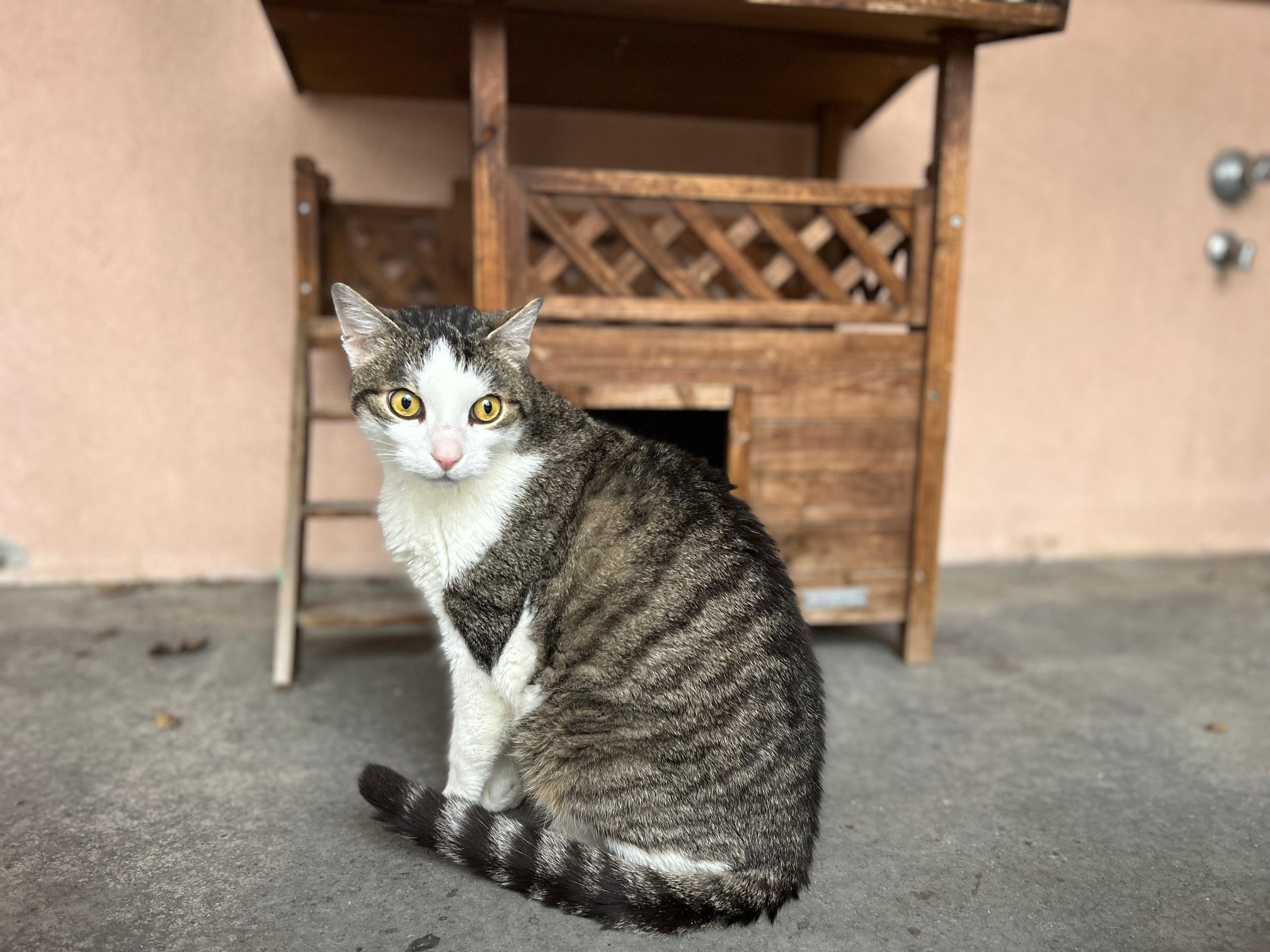 Notfellchen-Mittwoch: Joey sucht ein neues Zuhause