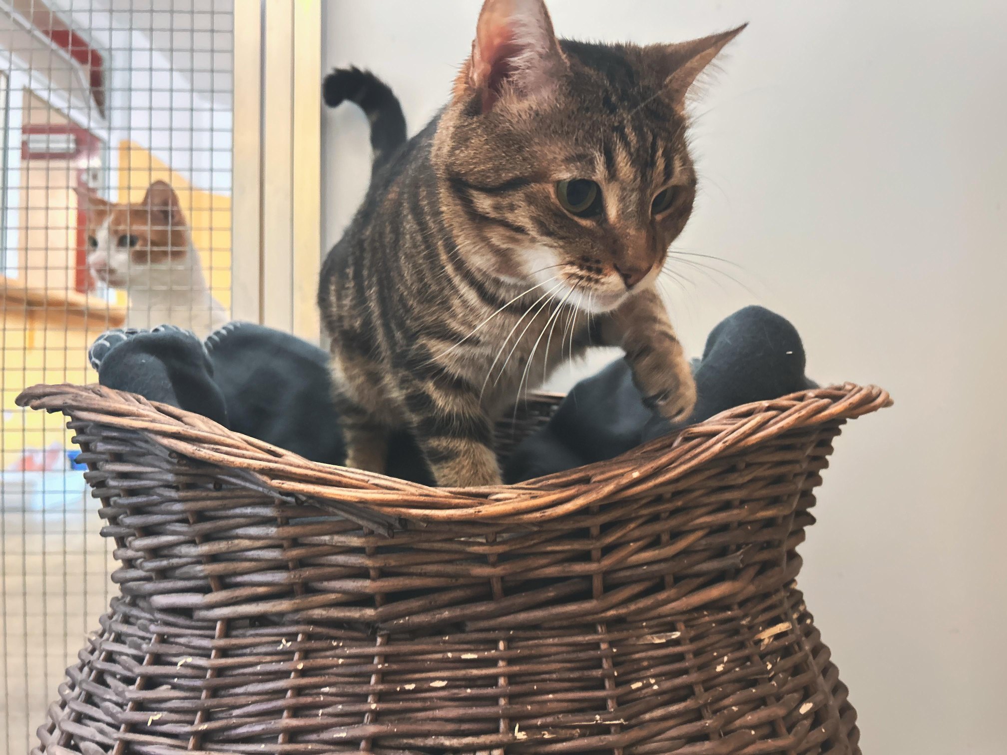 Notfellchen-Mittwoch: Mura sucht ein neues Zuhause