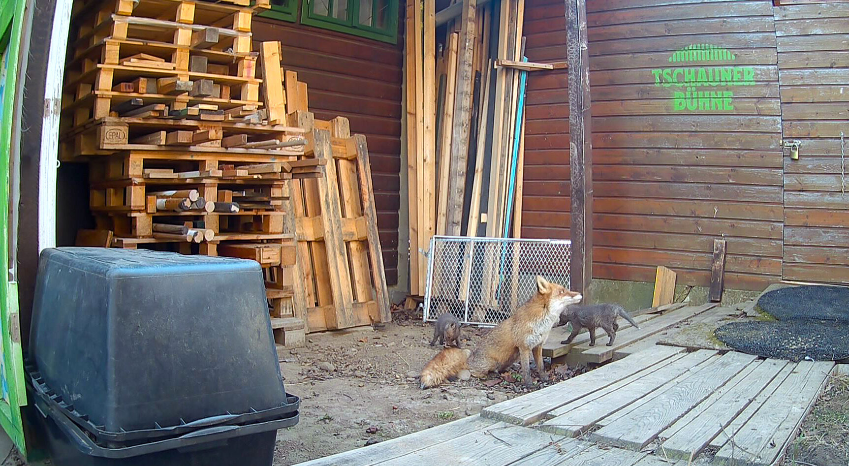 Füchse als Vorhut auf eine tolle Tschauner-Saison