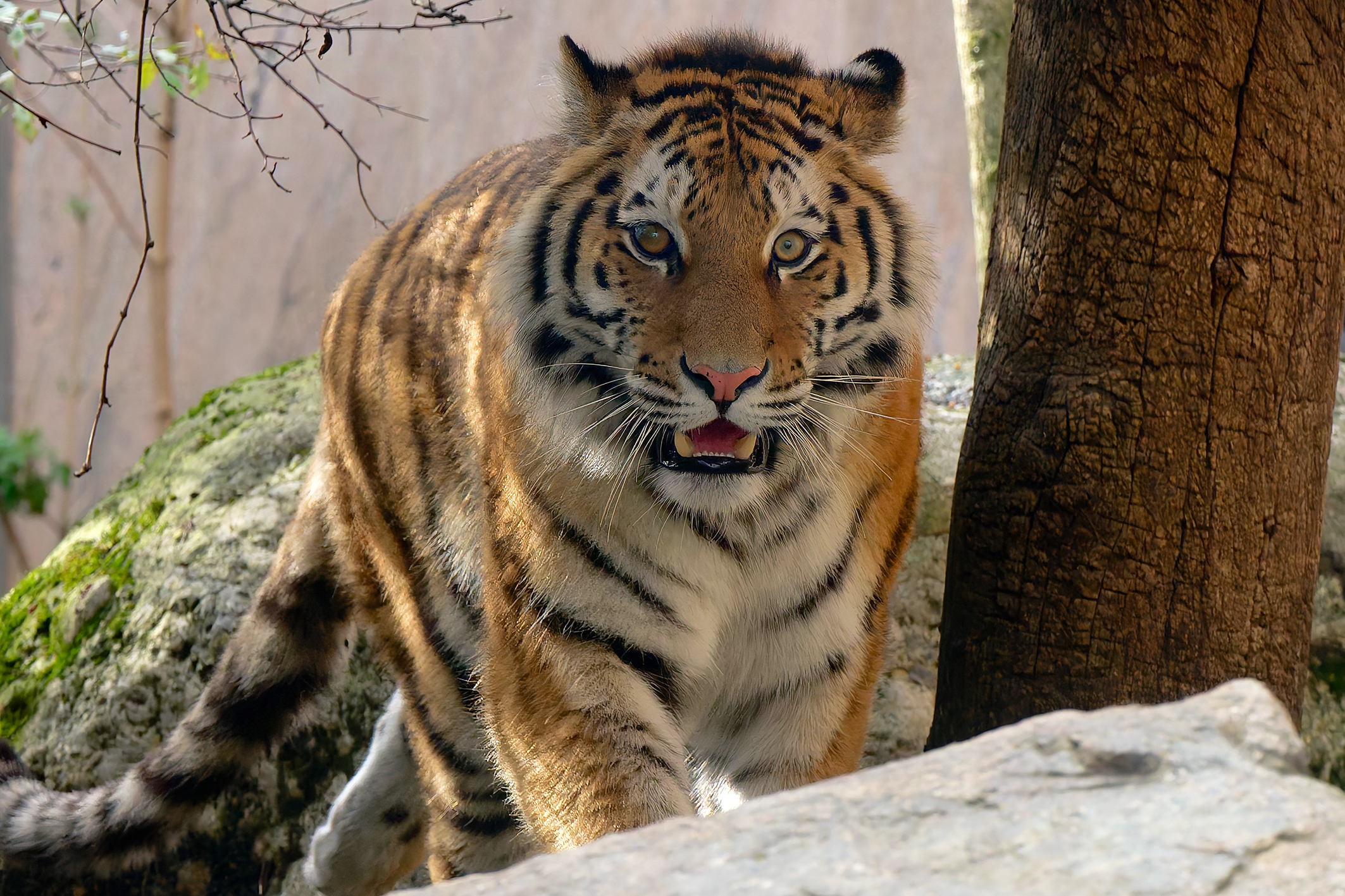 Junges Tiger-Weibchen angekommen: Liegt Liebe in der Luft?