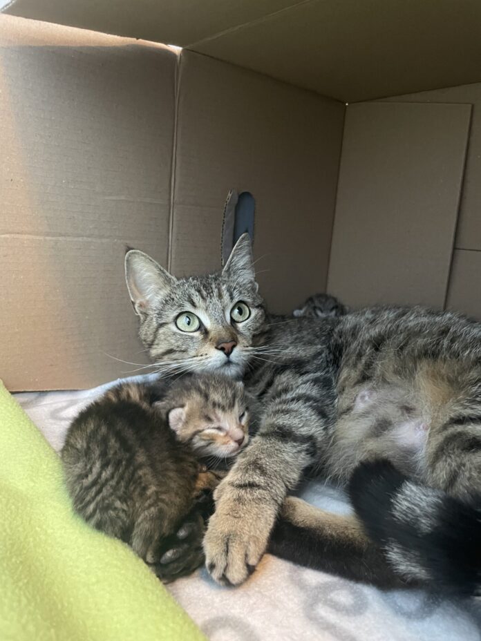 C_TierQuarTier_Mamacita_Kitten