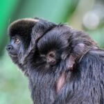 Springtamarin