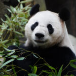 He Feng