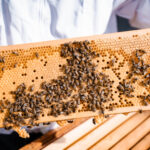 3,5 Millionen Bienen produzieren Honig an mehreren Standorten der Wien Holding