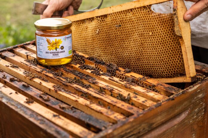 Hafenbienen-c-Barbara-Nidetzky