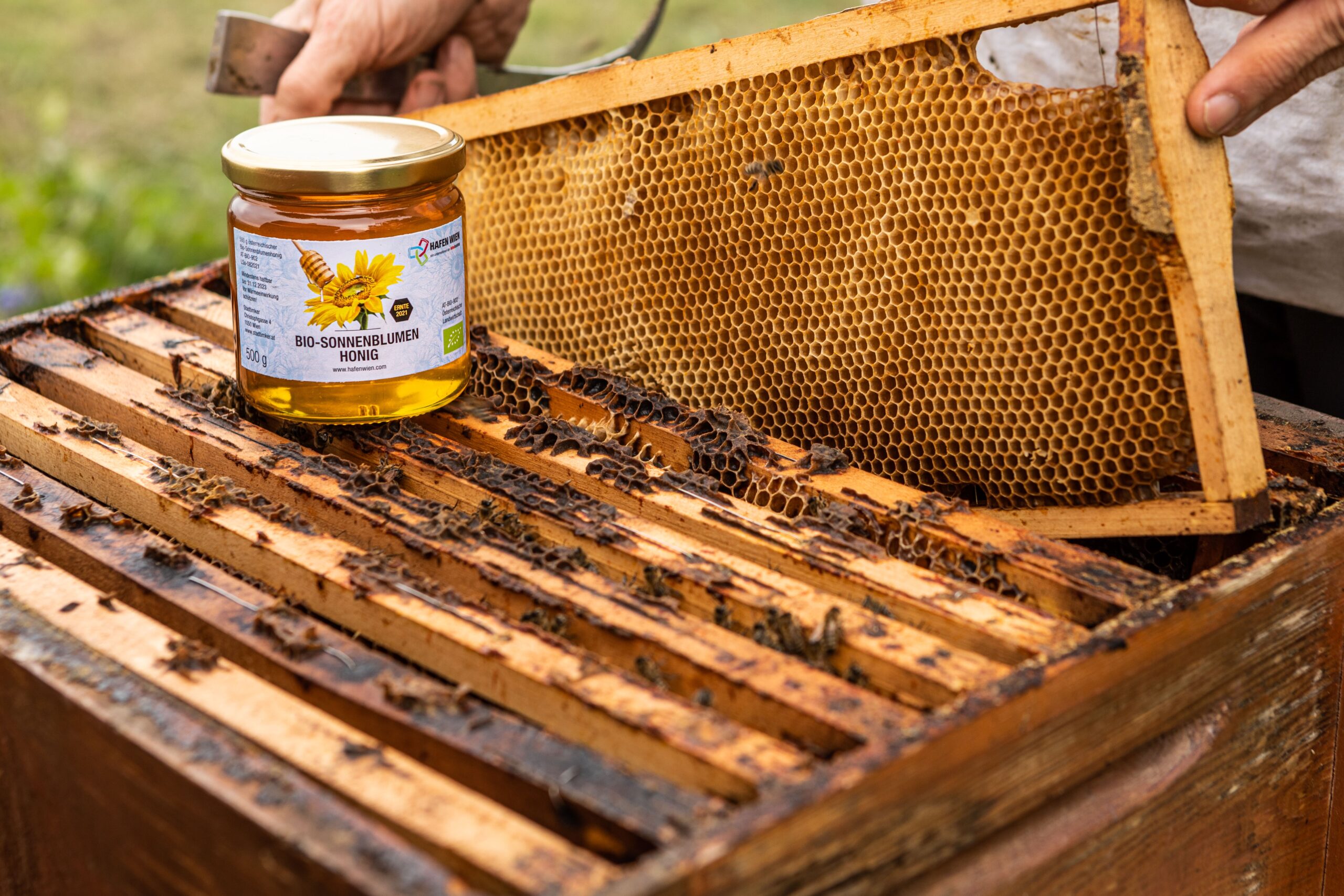 Summende Superhelden: Wie Bienen Gutes für Wien tun