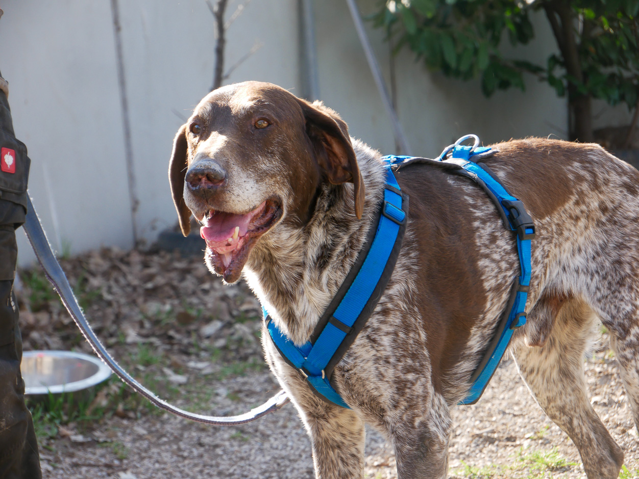 Notfellchen-Mittwoch: Igor sucht ein neues Für-Immer-Zuhause