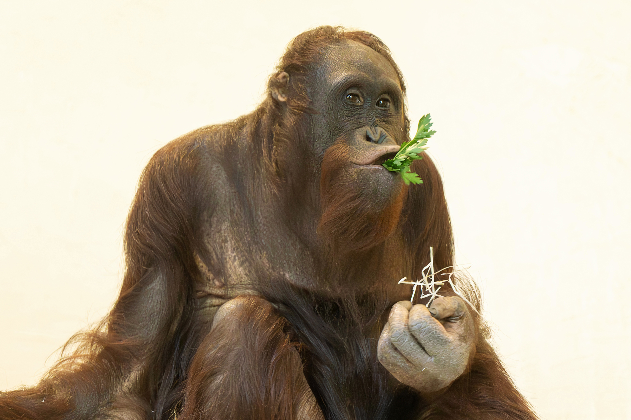 Dieser “Waldmensch” ist jetzt ein waschechter Wiener