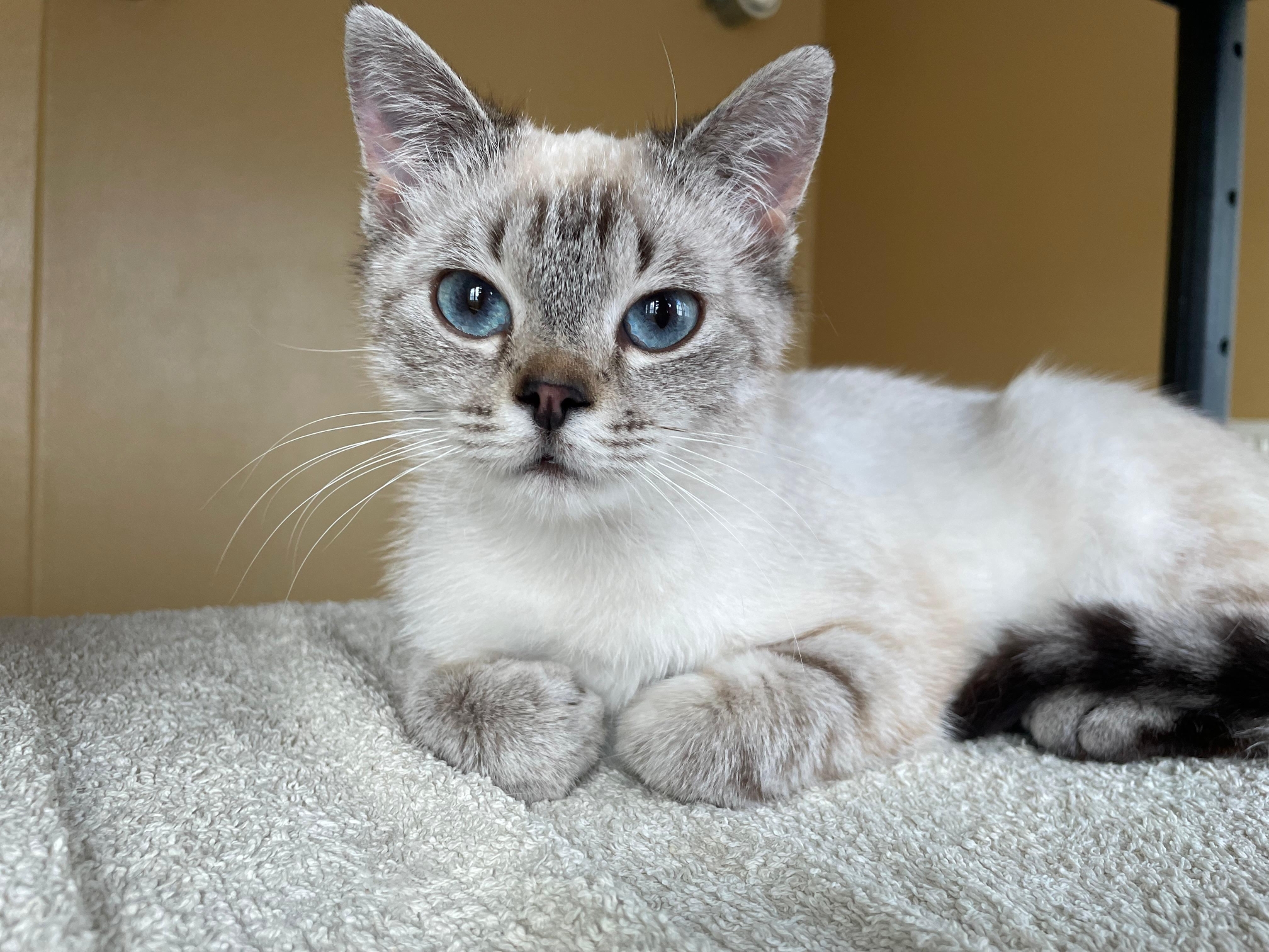 Notfellchen-Mittwoch: Bonya sucht ein neues Für-Immer-Zuhause