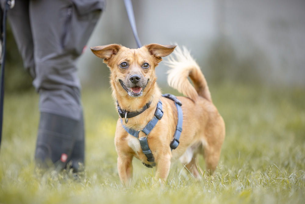 Notfellchen-Mittwoch: Simba sucht ein neues Für-Immer-Zuhause