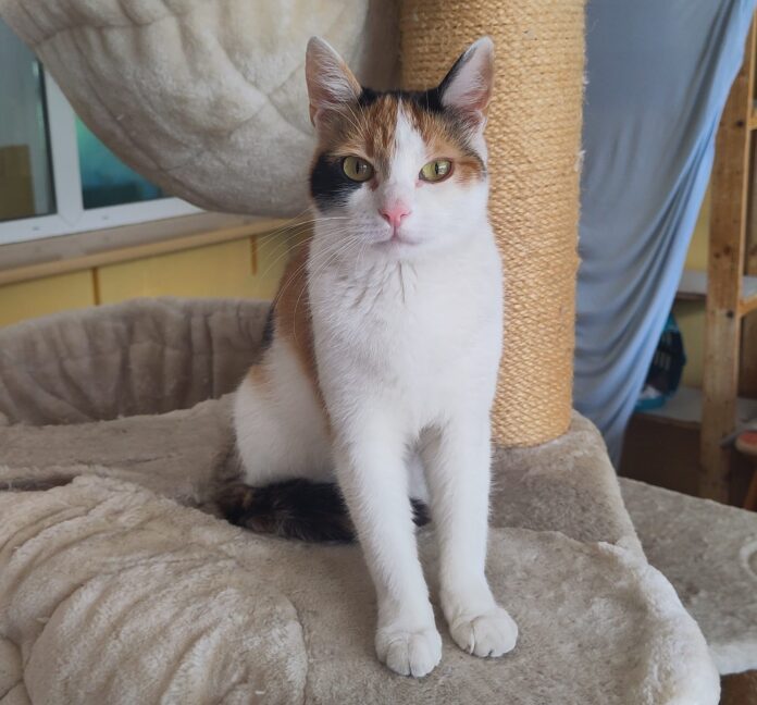 Sofia