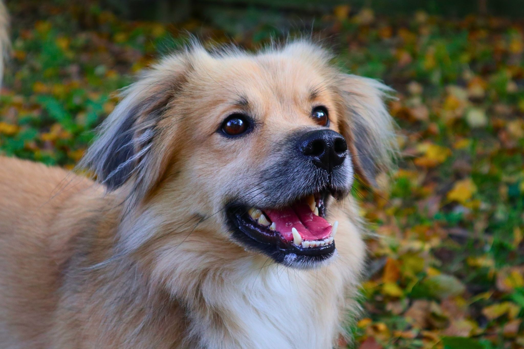 Notfellchen-Mittwoch: Timmi sucht ein neues Für-Immer-Zuhause