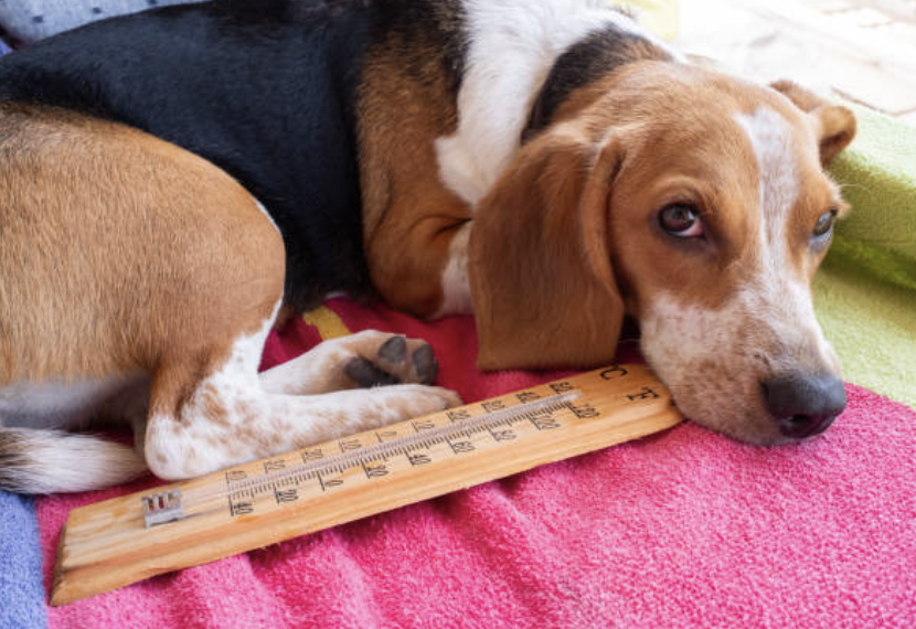 Hitzefalle für Hunde: Vierbeiner an heißen Tagen schützen!