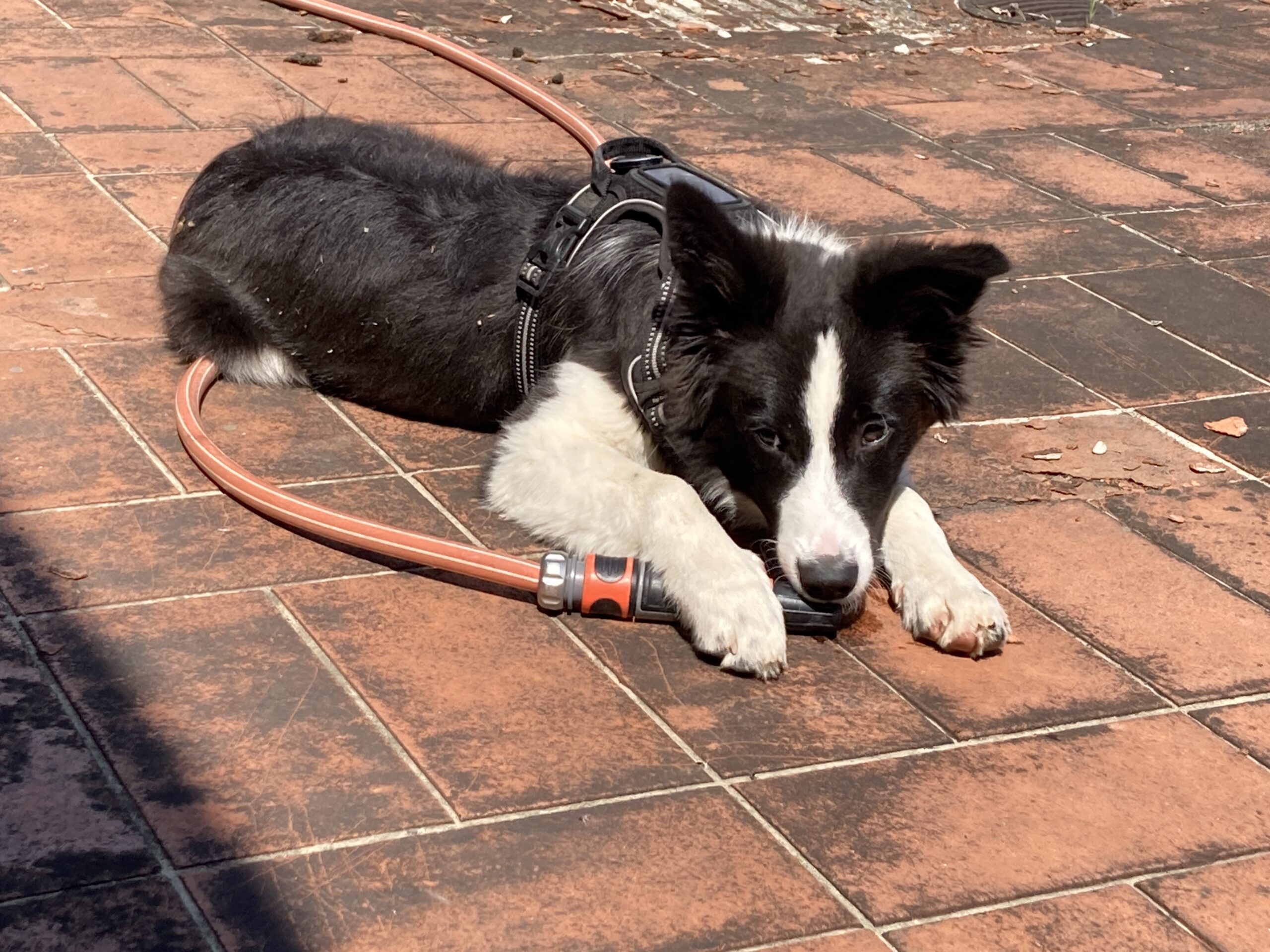 Amtstierärzte: Wichtige Tipps gegen Hitzestress bei Haustieren