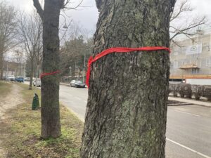 Uneinigkeit herrschte auch bei der Zahl der zu fällenden Bäume