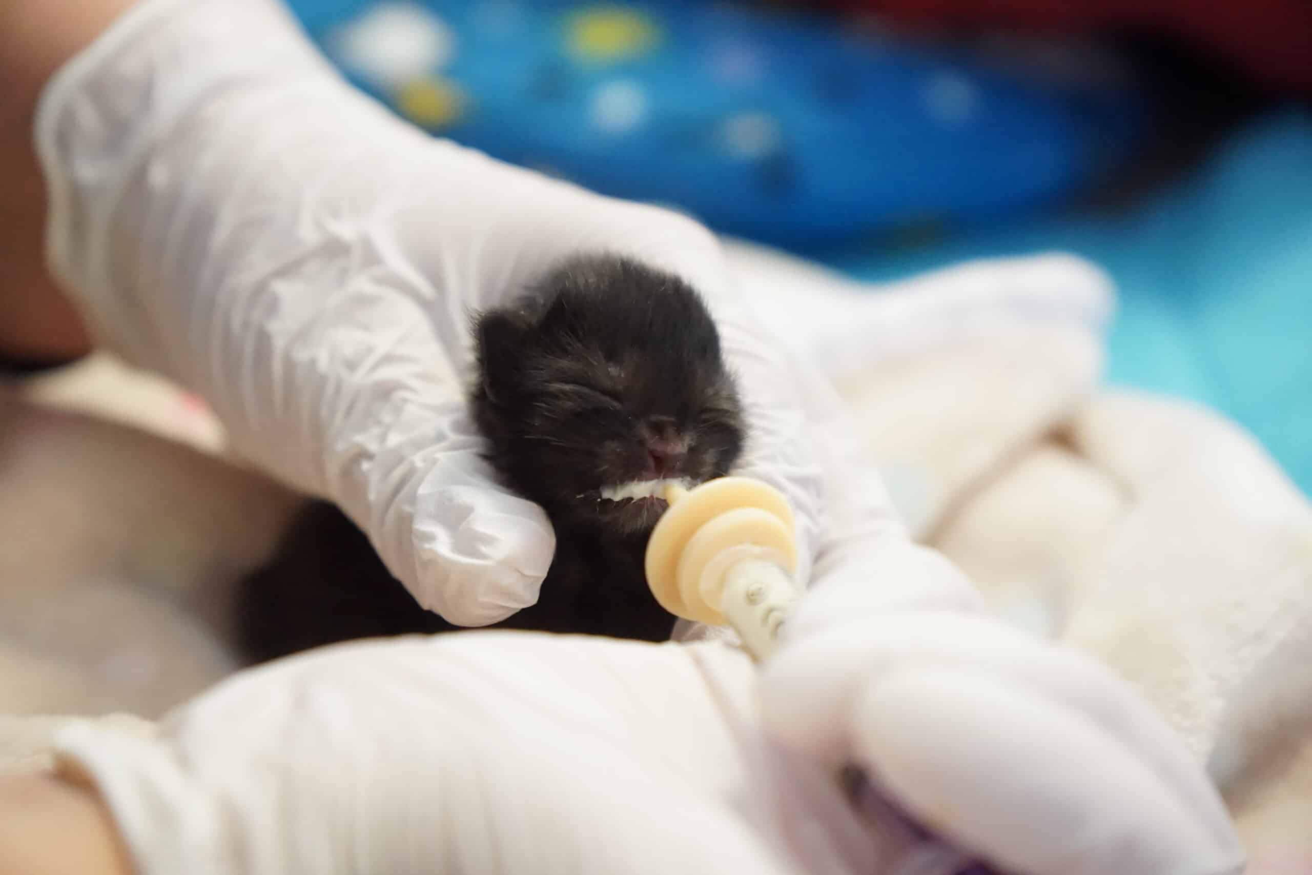 TierQuarTier schlägt Alarm: Hunderte Katzen in Not aufgenommen