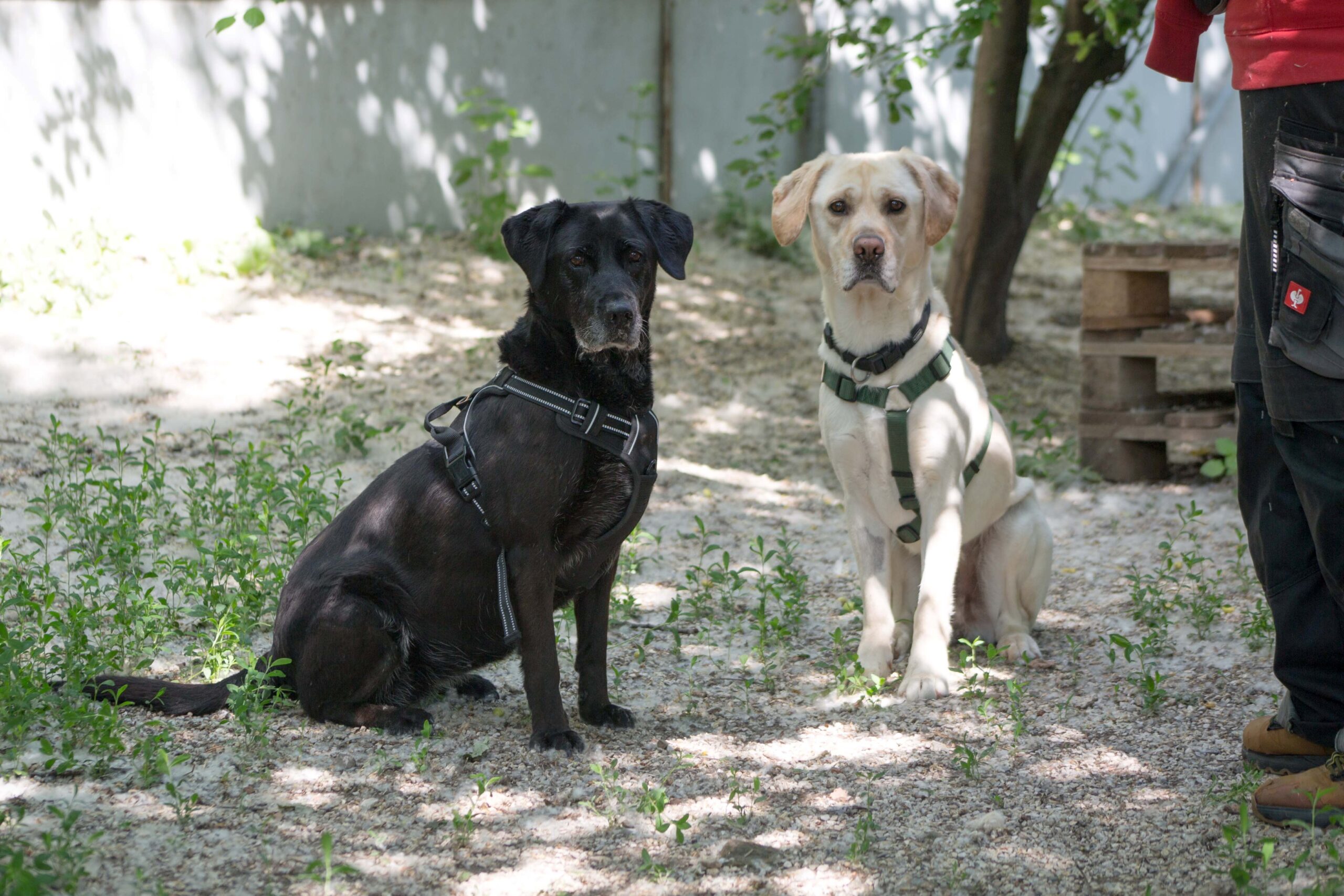Notfellchen-Mittwoch: Lydia & Basti suchen ein neues Zuhause