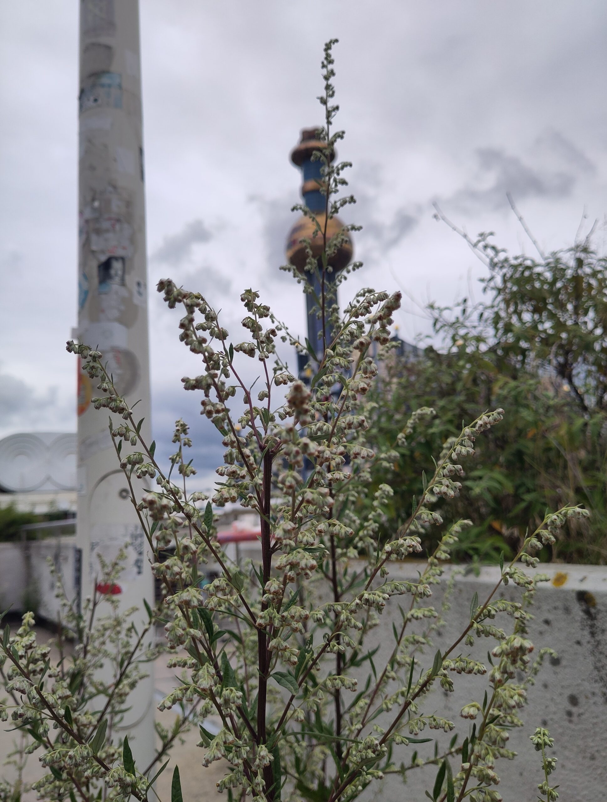 Beifuß-Alarm: Neuer KI-Pollendienst „Pollee“ hilft!
