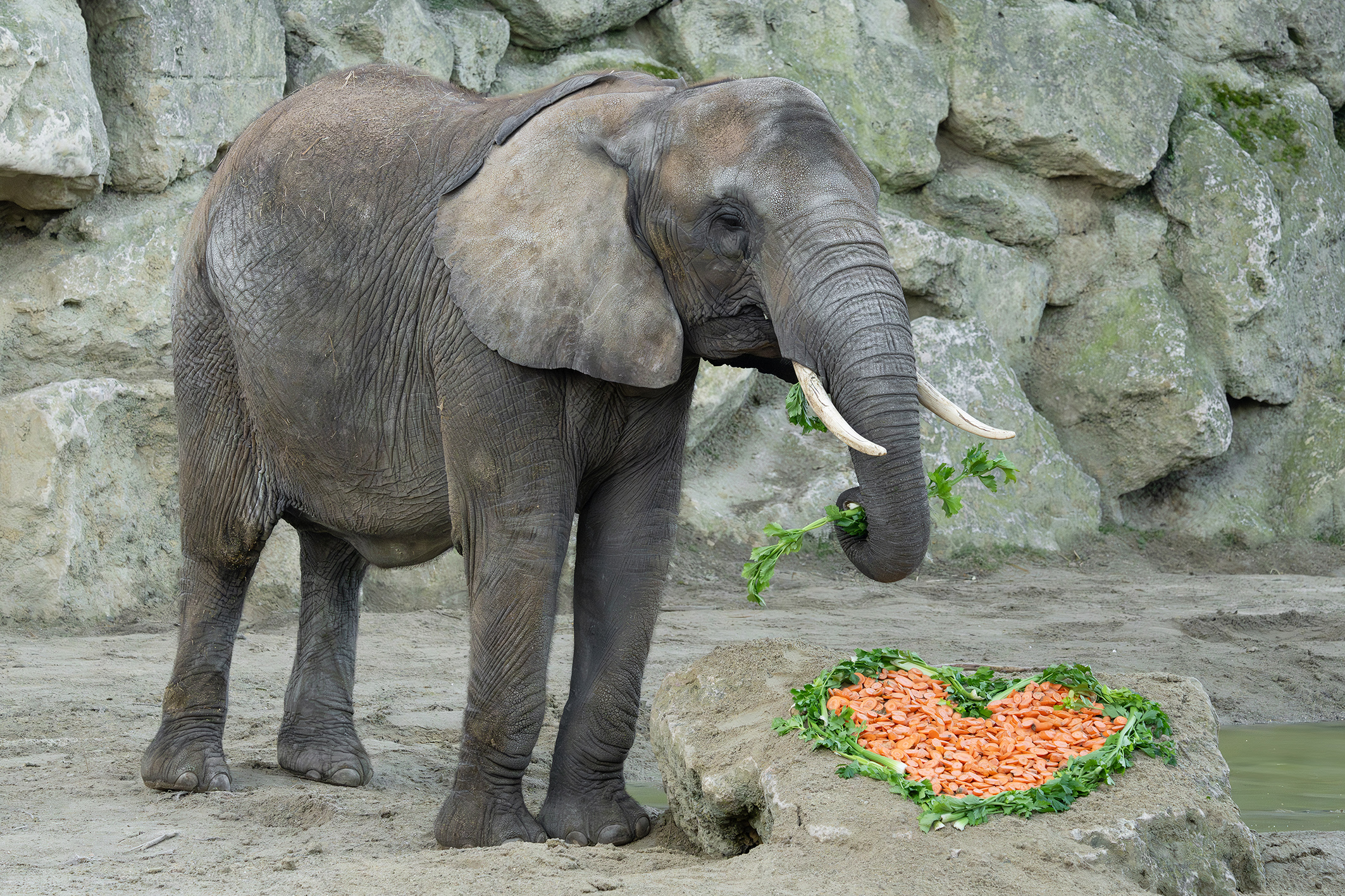 Tiergarten Schönbrunn