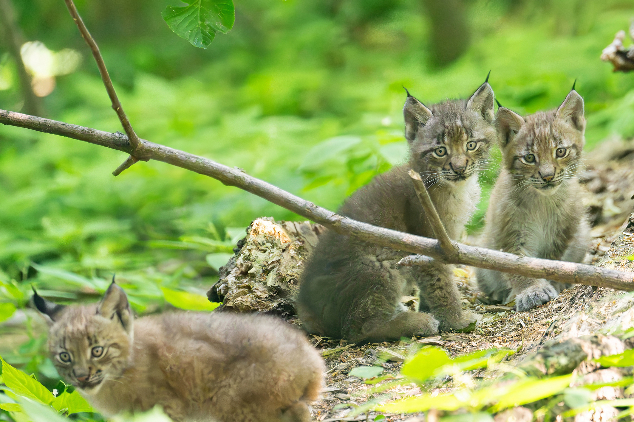 Im Tiergarten Schönbrunn sind aller guten Dinge 3 Luchse