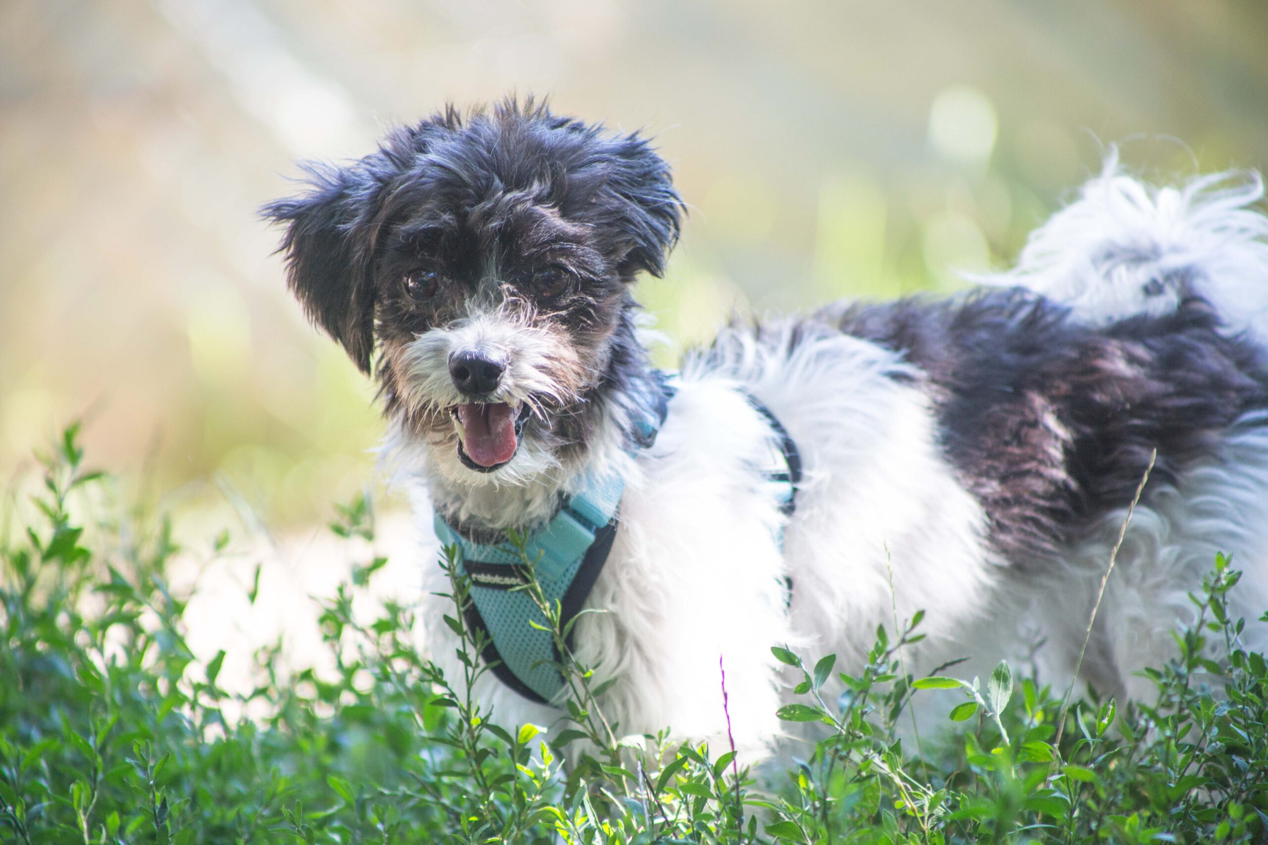 Notfellchen-Mittwoch: Fienchen sucht ein neues Zuhause