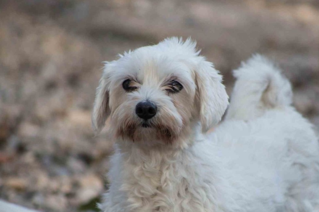 Notfellchen-Mittwoch: Lina sucht ein neues Zuhause