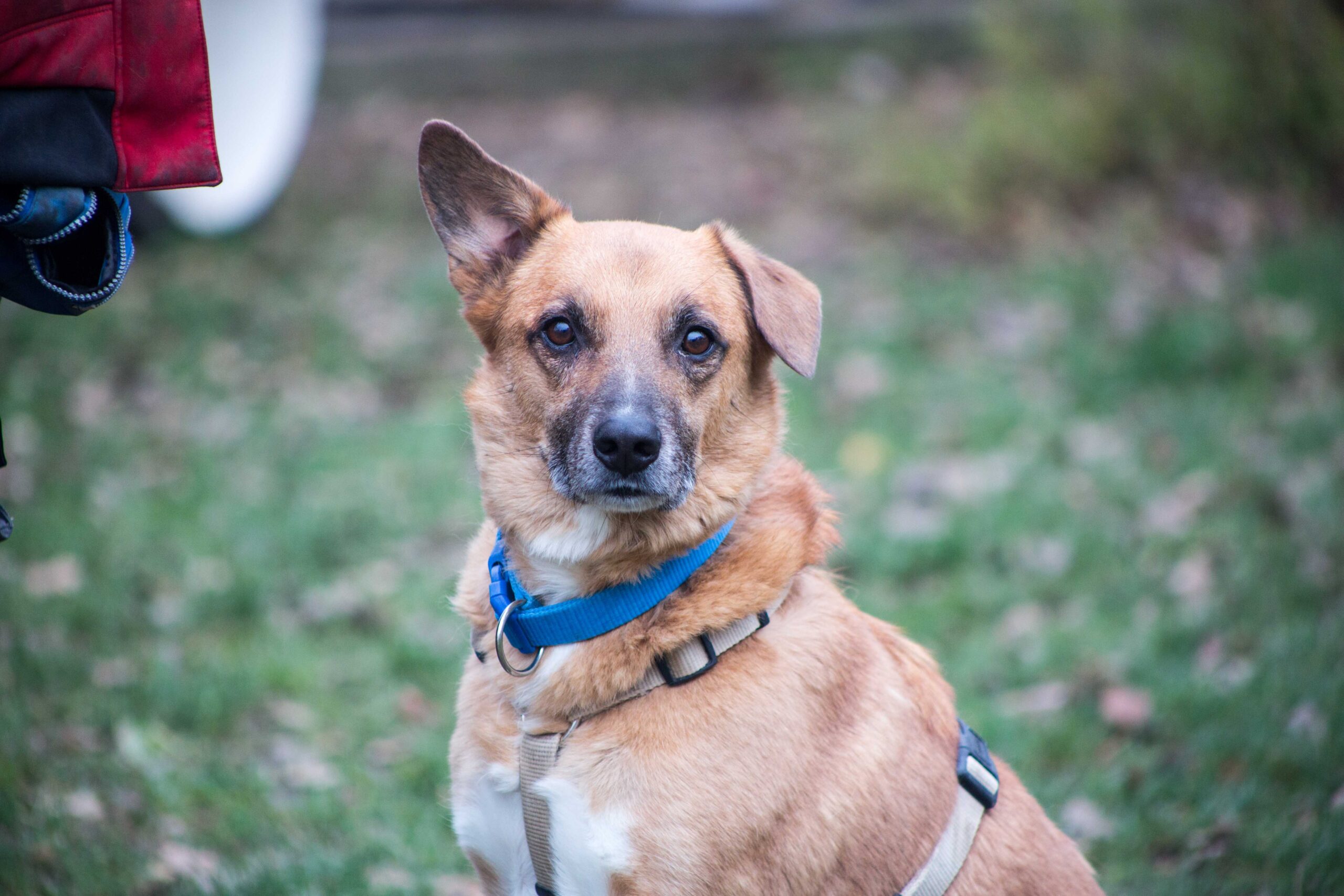 Notfellchen-Mittwoch: Mogli sucht ein neues Zuhause