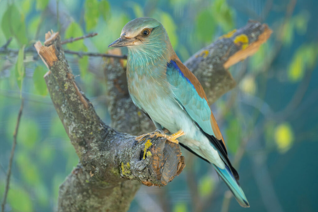 Die wunderschöne Blauracke © Daniel Zupanc