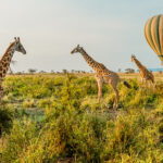 Heißluftballons und Giraffen in Tansania