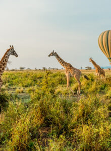 Heißluftballons und Giraffen in Tansania